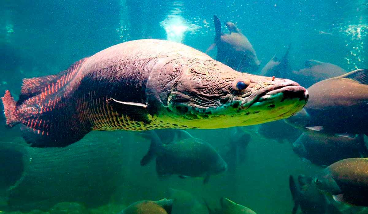 O pirarucu (Arapaima gigas) O pirarucu (Arapaima gigas)
