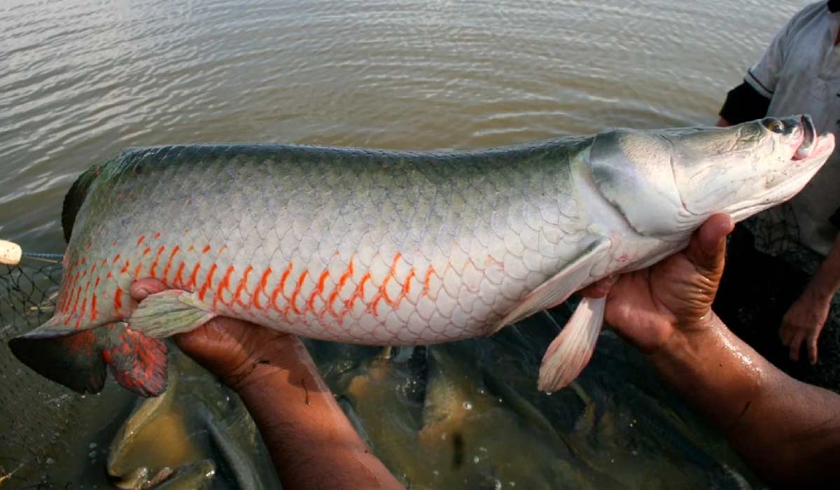 Nos últimos anos, o Governo Federal promoveu a produção da espécie em estados fora da Amazônia - Foto: MIDR Nos últimos anos, o Governo Federal promoveu a produção da espécie em estados fora da Amazônia - Foto: MIDR