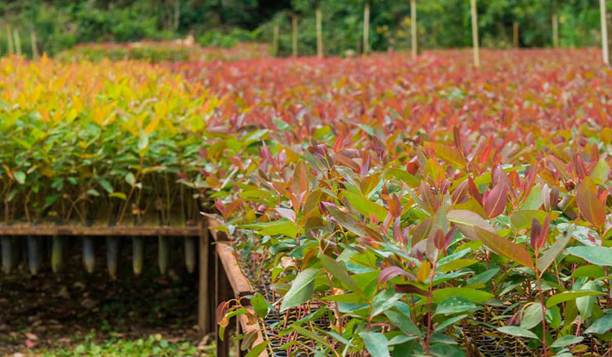 Viveiro de mudas de eucalipto Viveiro de mudas de eucalipto