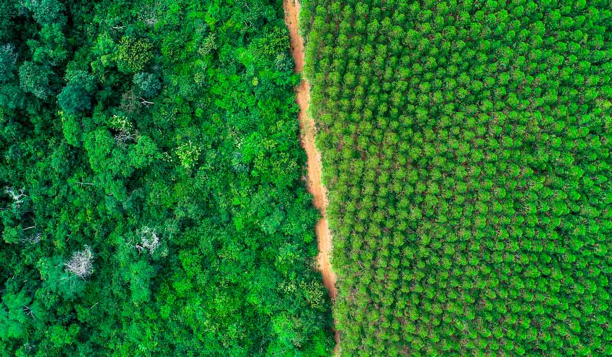 Floresta conservada ao lado da floresta plantada Floresta conservada ao lado da floresta plantada