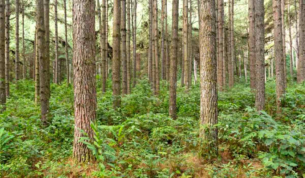 Florestas plantadas respondem por 94% da madeira para fins industriais