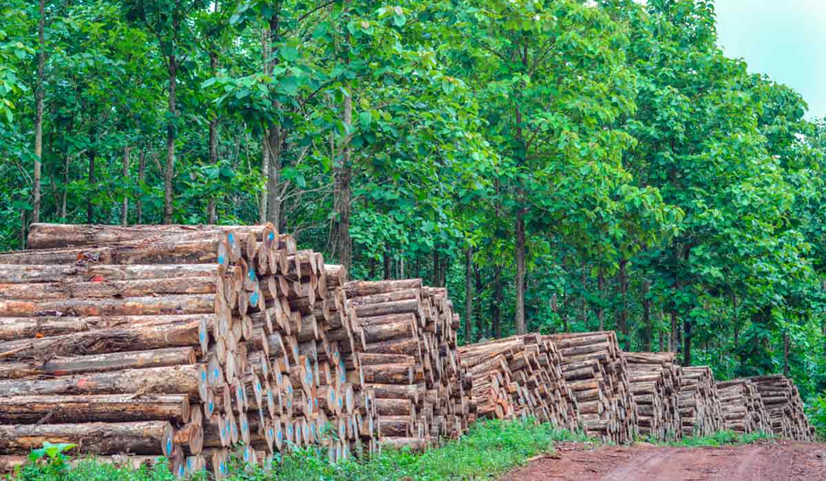 Floresta plantada de teca (Tectona grandis) - As florestas plantadas são um pilar para a economia verde e sustentabilidade que o Brasil precisa valorizar Floresta plantada de teca (Tectona grandis) - As florestas plantadas são um pilar para a economia verde e sustentabilidade que o Brasil precisa valorizar