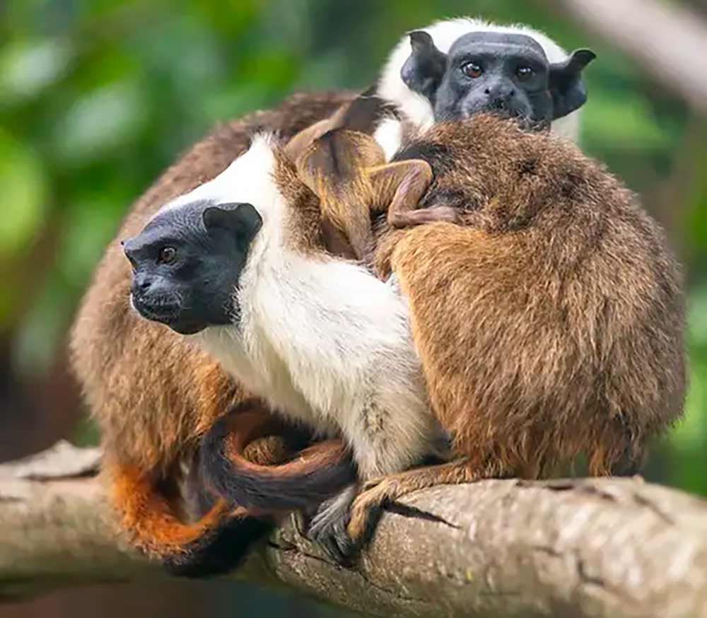 Espécie é concentrada nas florestas urbanas da cidade de Manaus - Foto: Leandro Ferreira Amaral Espécie é concentrada nas florestas urbanas da cidade de Manaus - Foto: Leandro Ferreira Amaral