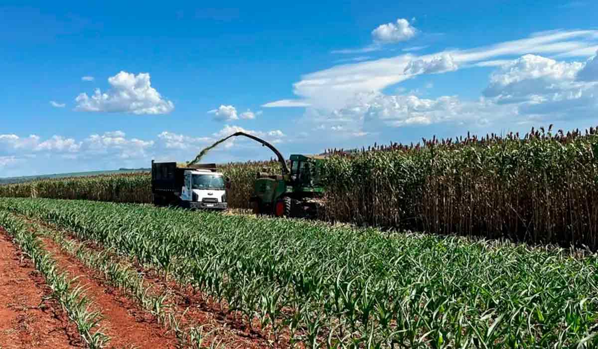 A nova cultivar se destaca por sua precocidade, elevado rendimento, capacidade de rebrota, boa sanidade e estabilidade na produção de forragem em plantios na primeira e na segunda safra - Foto: Latina Seeds A nova cultivar se destaca por sua precocidade, elevado rendimento, capacidade de rebrota, boa sanidade e estabilidade na produção de forragem em plantios na primeira e na segunda safra - Foto: Latina Seeds