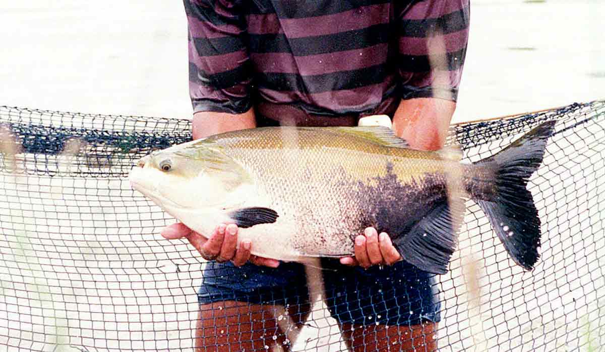 O Tambaqui (Colossoma macropomum) e seus híbridos se destacam na produção nacional O Tambaqui (Colossoma macropomum) e seus híbridos se destacam na produção nacional