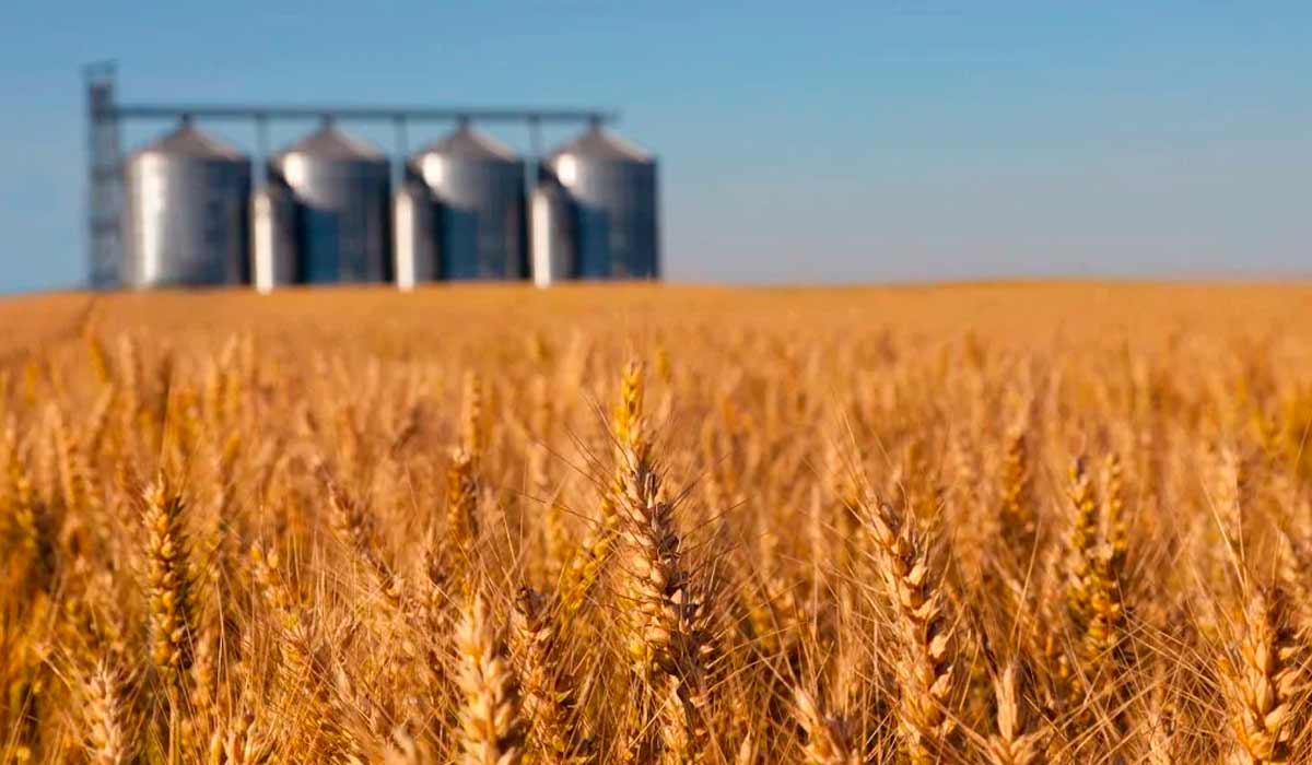 A solução integra dados públicos e privados, oferecendo uma visão abrangente da cadeia produtiva do trigo A solução integra dados públicos e privados, oferecendo uma visão abrangente da cadeia produtiva do trigo