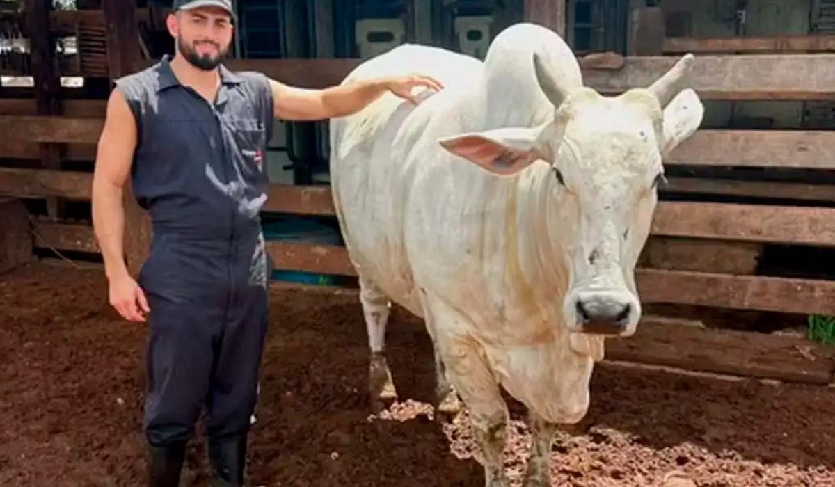 O técnico da Trans Ova Reinaldo Rodrigo Silva ao lado da vaca doadora nelore Dully FIV FCV, detentora agora de um dos recordes de oócitos viáveis em uma única aspiração