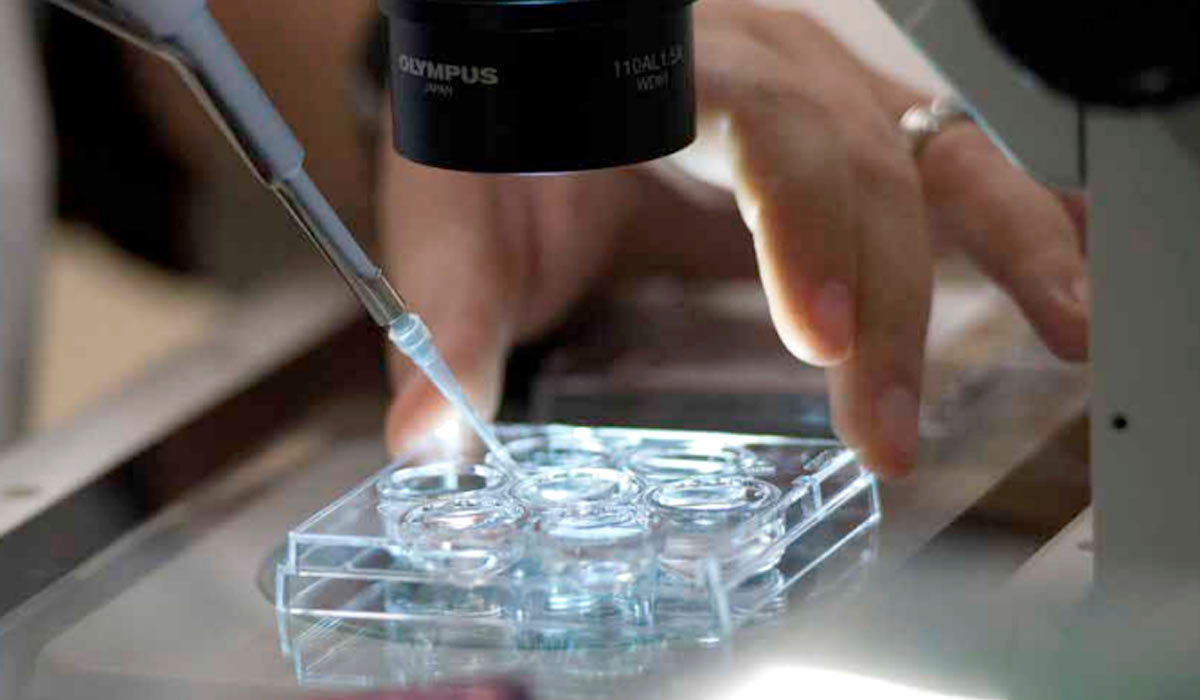 Vaca marca aspiração recorde em programa de fertilização