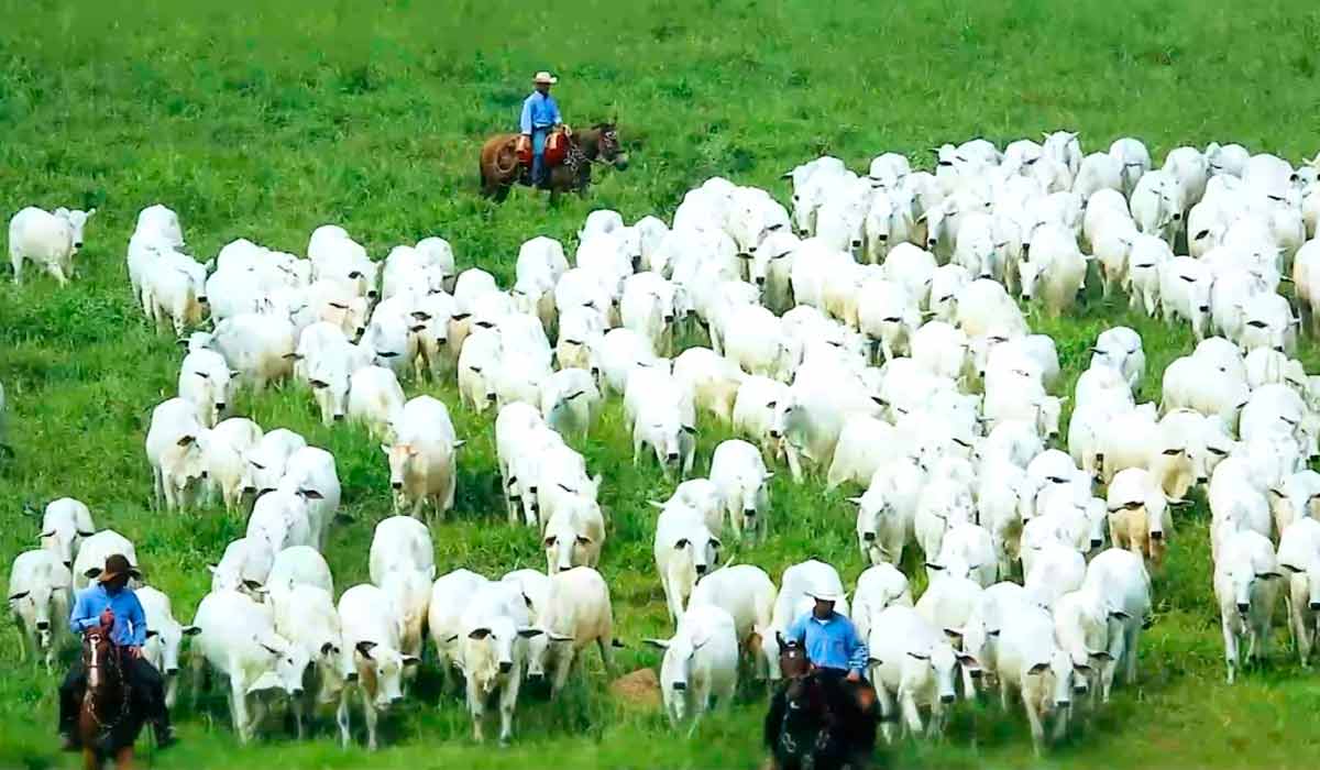 Vacas da Fazenda Nelore Vera Cruz Vacas da Fazenda Nelore Vera Cruz