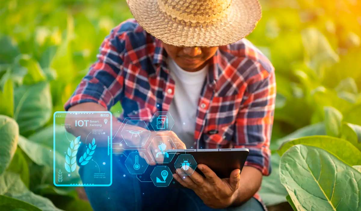 Agricultura familiar ganha impulso com tecnologia digital Agricultura familiar ganha impulso com tecnologia digital