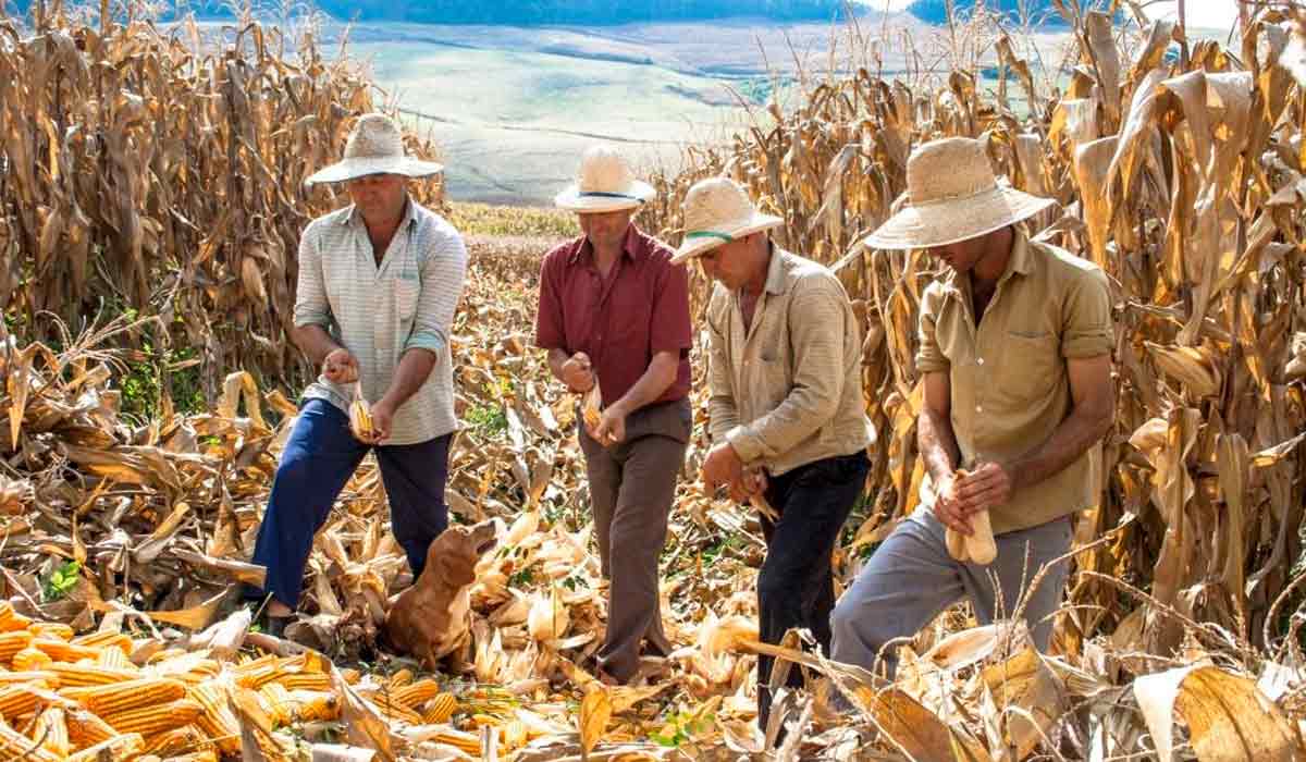 Armazenagem é gargalo crítico no Brasil, reduzindo a capacidade de retenção estratégica da produção, forçando a comercialização em momentos de pico de oferta e pressionando os preços para baixo Armazenagem é gargalo crítico no Brasil, reduzindo a capacidade de retenção estratégica da produção, forçando a comercialização em momentos de pico de oferta e pressionando os preços para baixo