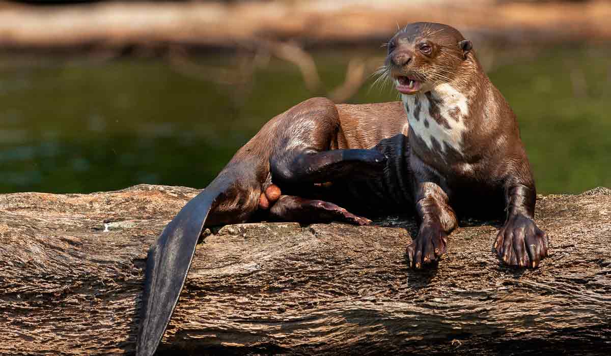 Fauna – ONU aprova proteção da ariranha por risco de extinção