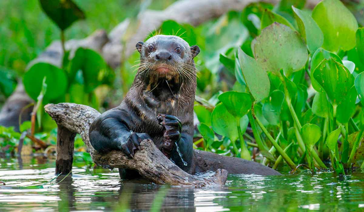 Ariranha em habitat natural no Pantanal brasileiro Ariranha em habitat natural no Pantanal brasileiro