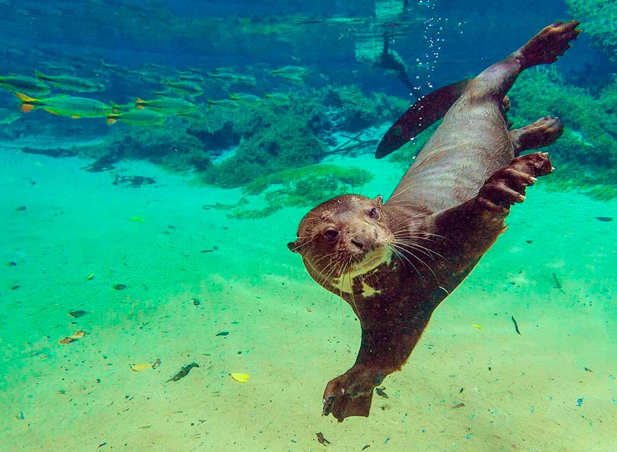 Ariranha é indicador da saúde dos rios Ariranha é indicador da saúde dos rios