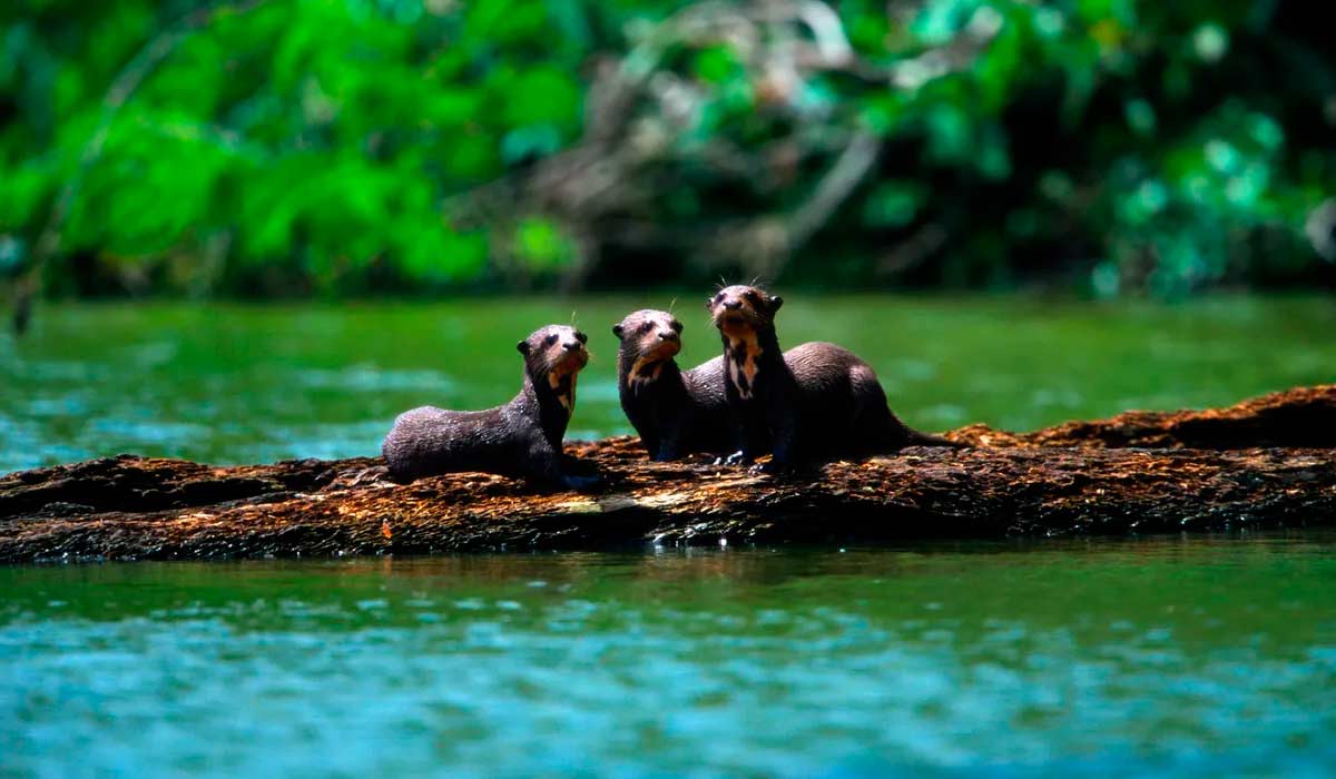 Amazônia concentra populações relevantes da espécie Amazônia concentra populações relevantes da espécie