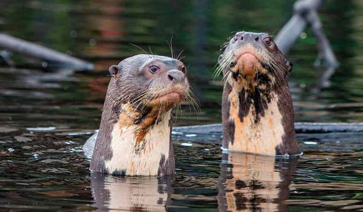 Espécie depende de rios preservados para sobreviver Espécie depende de rios preservados para sobreviver