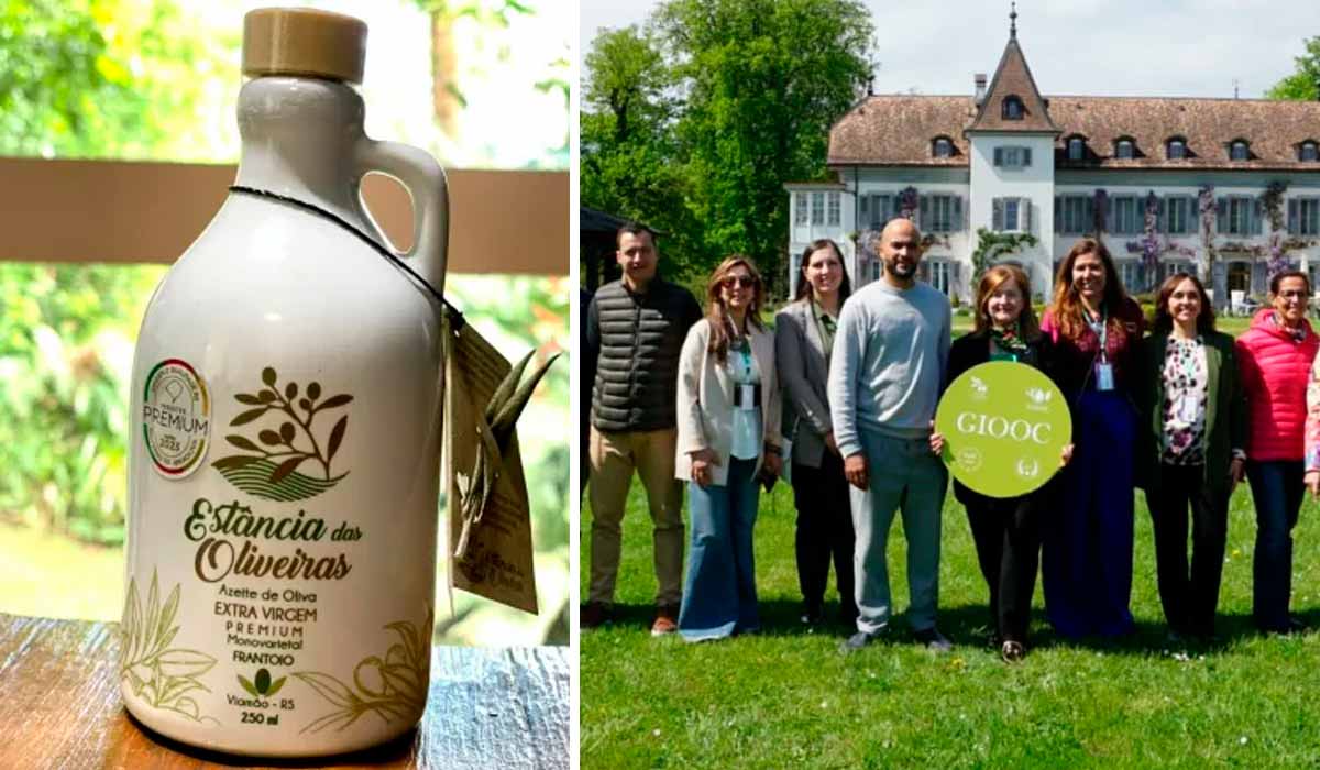 Olivicultura do Sul ganha projeção global com qualidade premium impulsionando azeite brasileiro no cenário internacional