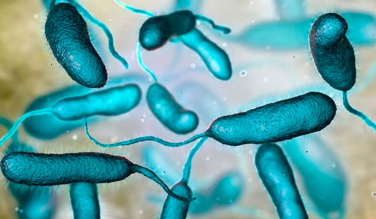 Vibrio vulnificus é uma bactéria letal encontrada em águas costeiras acende que ameaça cadeias produtivas e saúde pública Vibrio vulnificus é uma bactéria letal encontrada em águas costeiras acende que ameaça cadeias produtivas e saúde pública