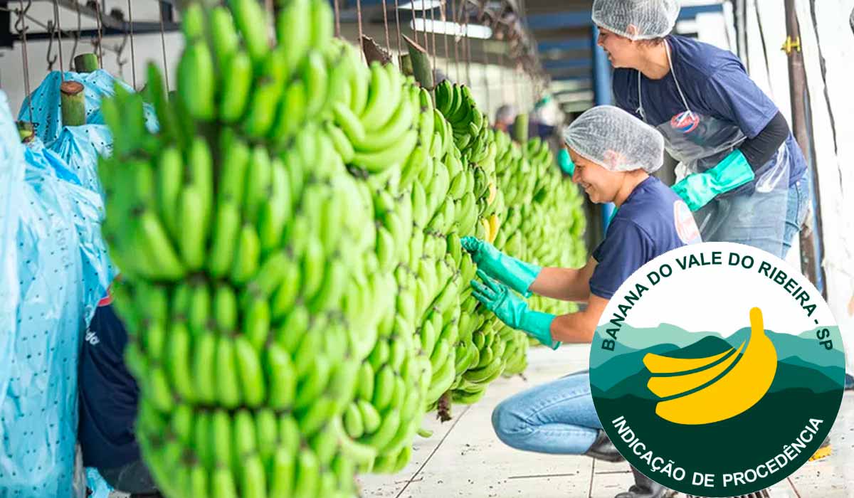 Vale do Ribeira conquista Indicação Geográfica (IG) e fortalece protagonismo na bananicultura nacional Vale do Ribeira conquista Indicação Geográfica (IG) e fortalece protagonismo na bananicultura nacional
