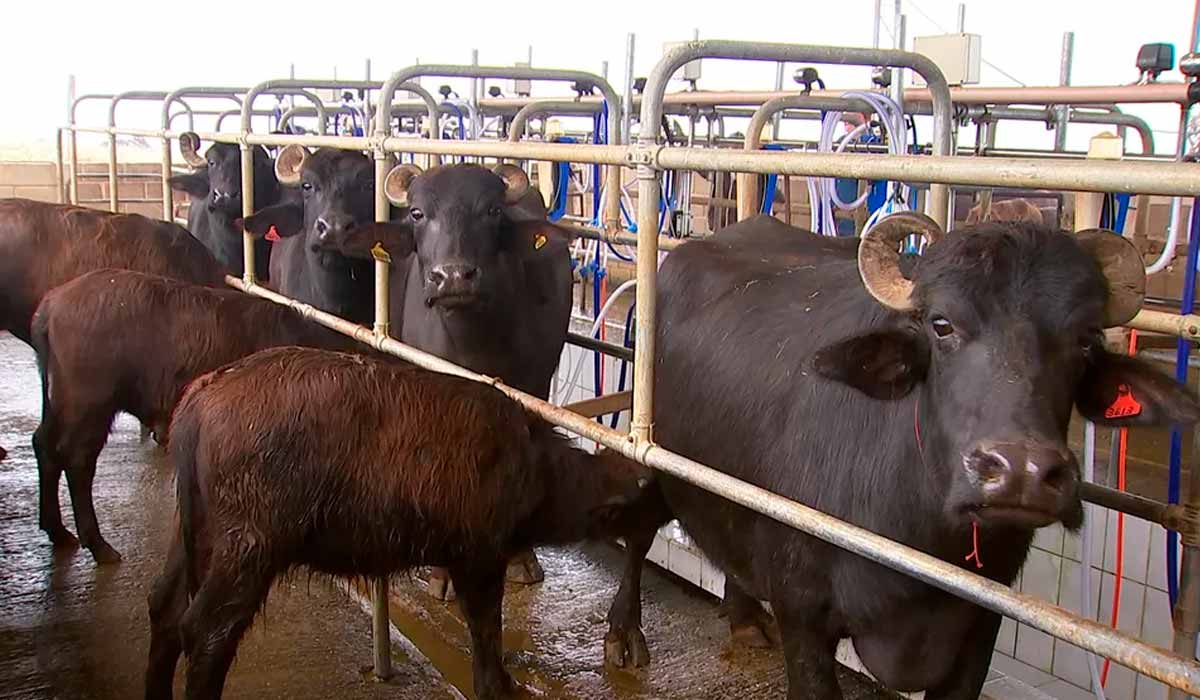 Criadores de búfalos apostam na produção de leite - Foto: TV TEM Criadores de búfalos apostam na produção de leite - Foto: TV TEM