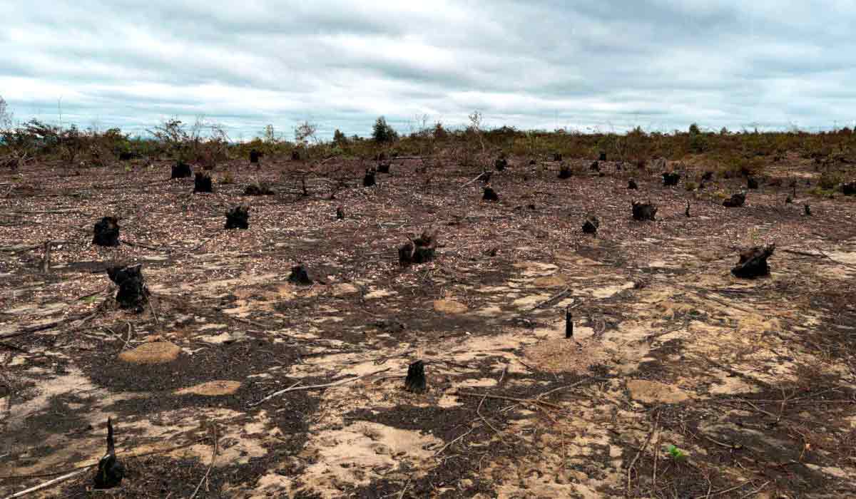 Desmatamento e queimada Desmatamento e queimada