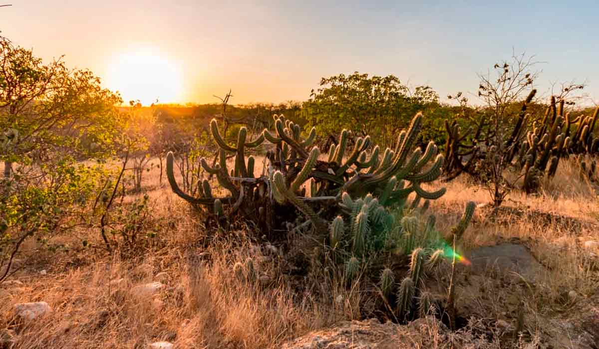 Paisagem da Caatinga Paisagem da Caatinga