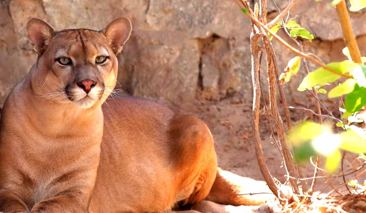 Complexos eólicos ameaçam últimas onças da caatinga: onça-parda na região do Boqueirão da Onça, no norte da Bahia - Foto: Roland Brack/Programa Amigos da Onça Complexos eólicos ameaçam últimas onças da caatinga: onça-parda na região do Boqueirão da Onça, no norte da Bahia - Foto: Roland Brack/Programa Amigos da Onça