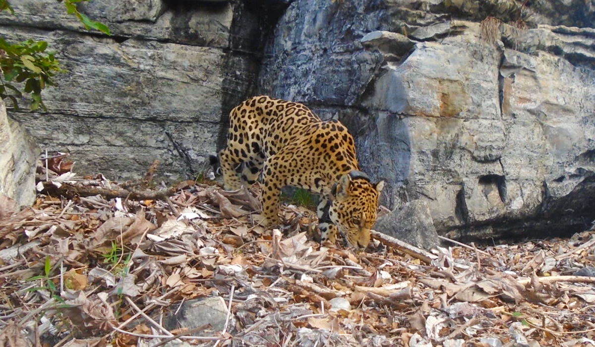 Onça-pintada (Panthera onca) monitorada por rádio-colar na região do Boqueirão da Onça: apenas 250 restantes na caatinga - Foto: Programa Amigos da Onça Onça-pintada (Panthera onca) monitorada por rádio-colar na região do Boqueirão da Onça: apenas 250 restantes na caatinga - Foto: Programa Amigos da Onça