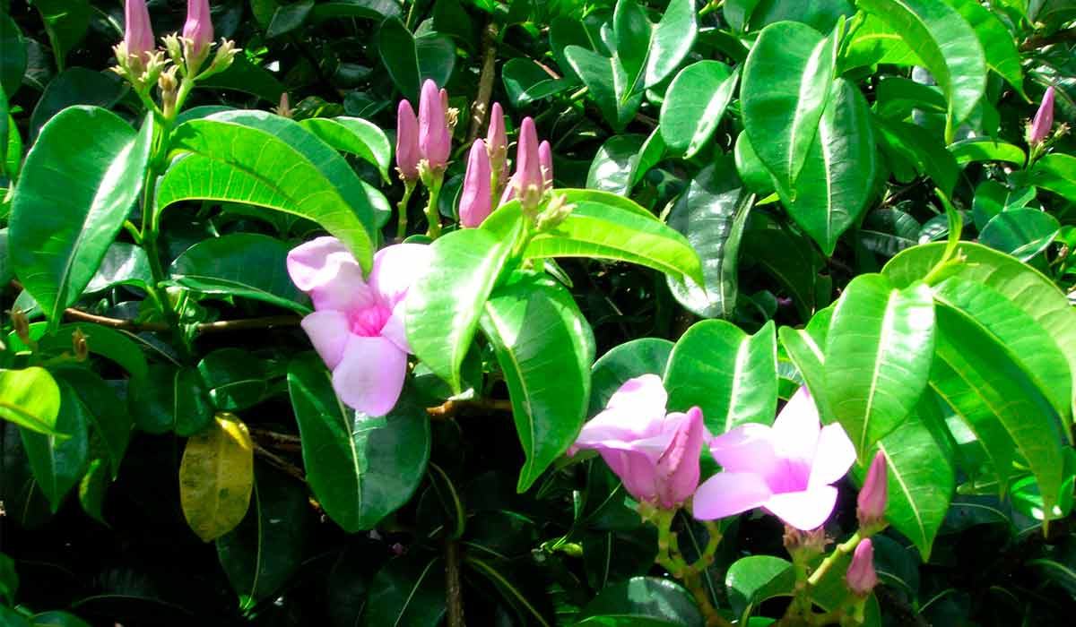 A trepadeira invasora conhecida vulgarmente como unha-do-diabo (Cryptostegia madagascariensis) A trepadeira invasora conhecida vulgarmente como unha-do-diabo (Cryptostegia madagascariensis)