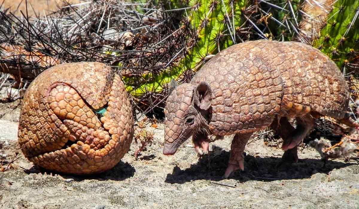 Tatu bola (Tolypeutes tricinctus) em seu habitat natural Tatu bola (Tolypeutes tricinctus) em seu habitat natural