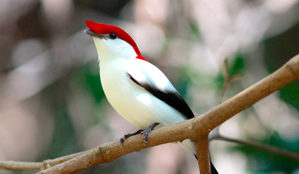 O soldadinho do araripe (Antilophia bokermanni) é uma das aves mais ameaçadas do planeta - Foto: Rick elis.simpson O soldadinho do araripe (Antilophia bokermanni) é uma das aves mais ameaçadas do planeta - Foto: Rick elis.simpson