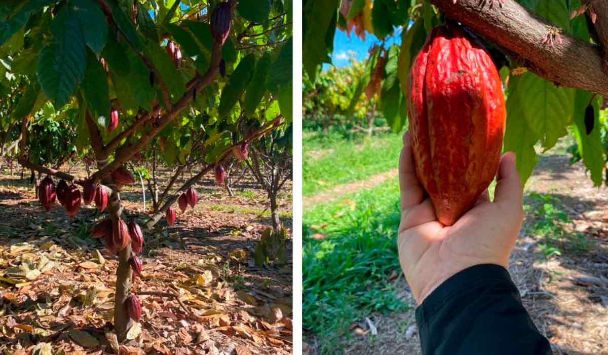 Cultivo de cacau a pleno sol no Norte de Minas - Foto: Victor Maia, professor da Unimontes Cultivo de cacau a pleno sol no Norte de Minas - Foto: Victor Maia, professor da Unimontes
