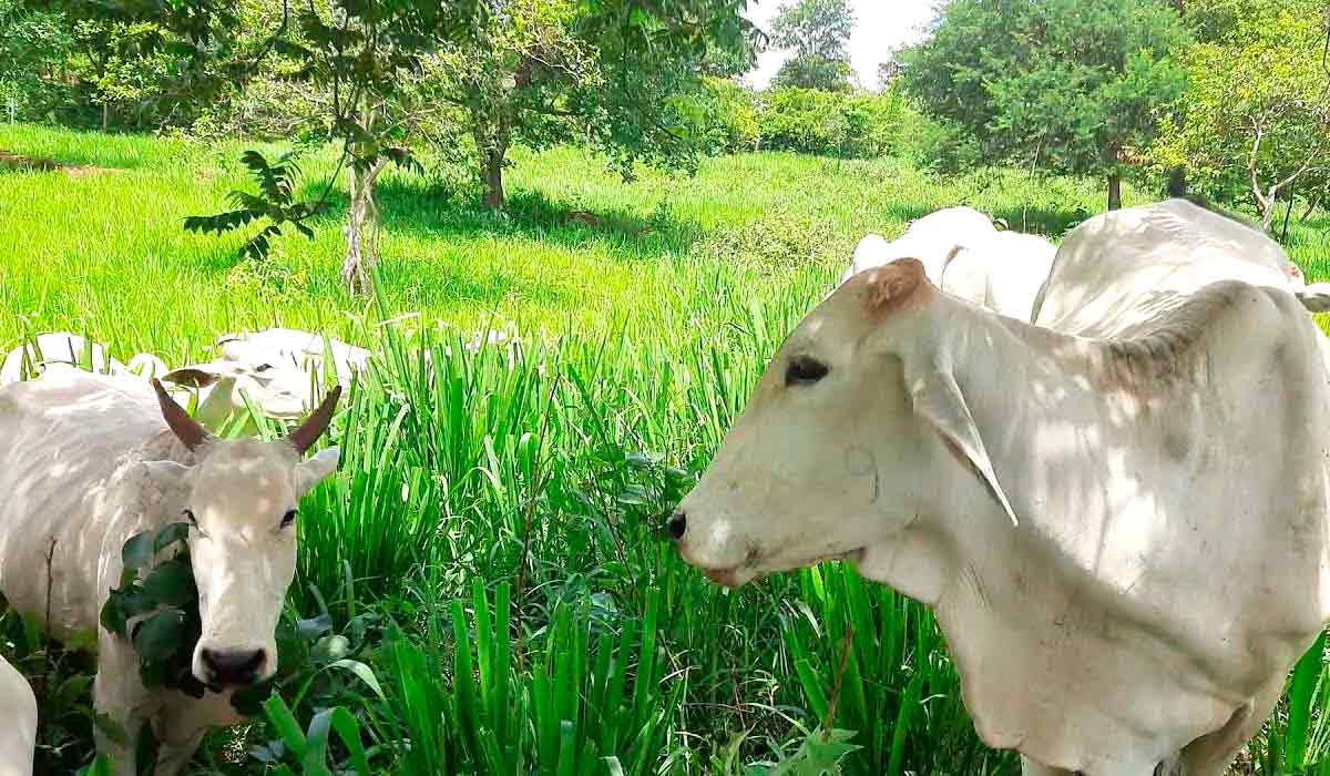 Animais em pastagem de mombaça no sistema rotacionado intensivo Animais em pastagem de mombaça no sistema rotacionado intensivo
