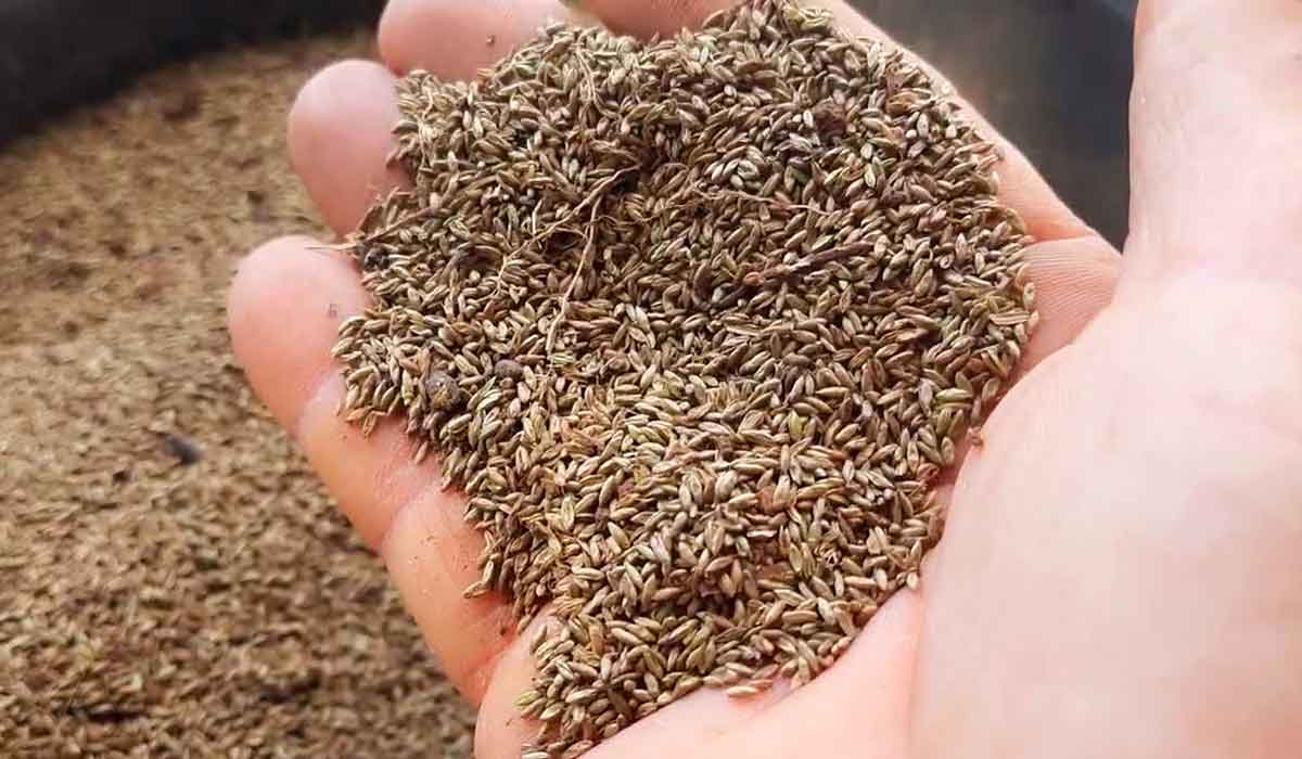 Sementes do mombaça. Implantação correta assegura formação uniforme do pasto Sementes do mombaça. Implantação correta assegura formação uniforme do pasto