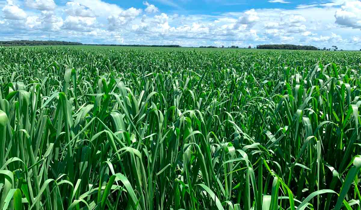 Manejo correto do mombaça garante boa produção