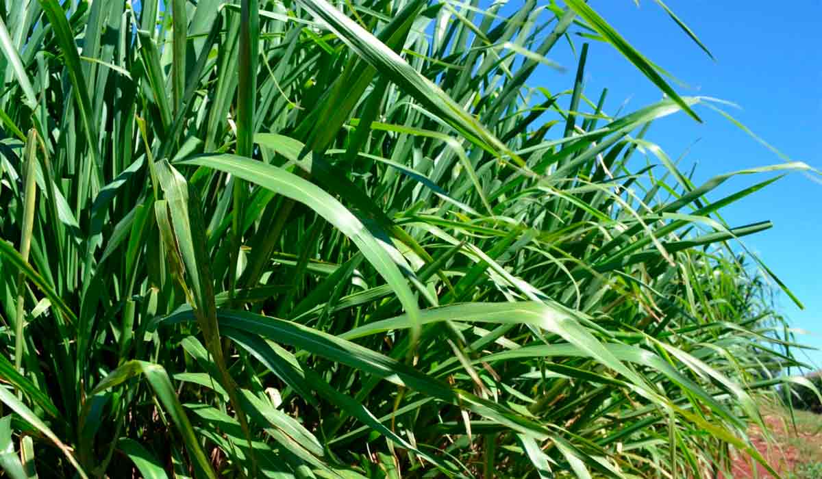 O mombaça proporciona alta taxa de lotação em sistema bem manejado O mombaça proporciona alta taxa de lotação em sistema bem manejado