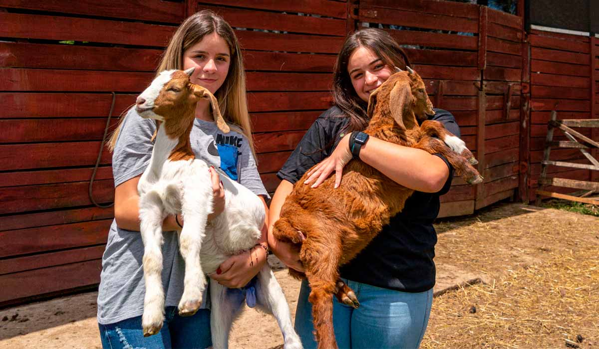 Alunas do CEEP Olegário Macedo, de Castro, PR no setor de caprinos - Foto: Lucas Fermin/Seed-Pr Alunas do CEEP Olegário Macedo, de Castro, PR no setor de caprinos - Foto: Lucas Fermin/Seed-Pr