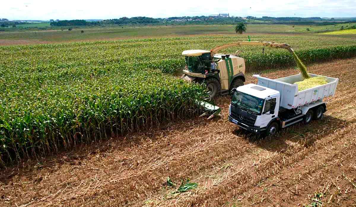 Colheita mecanizada do milho Colheita mecanizada do milho