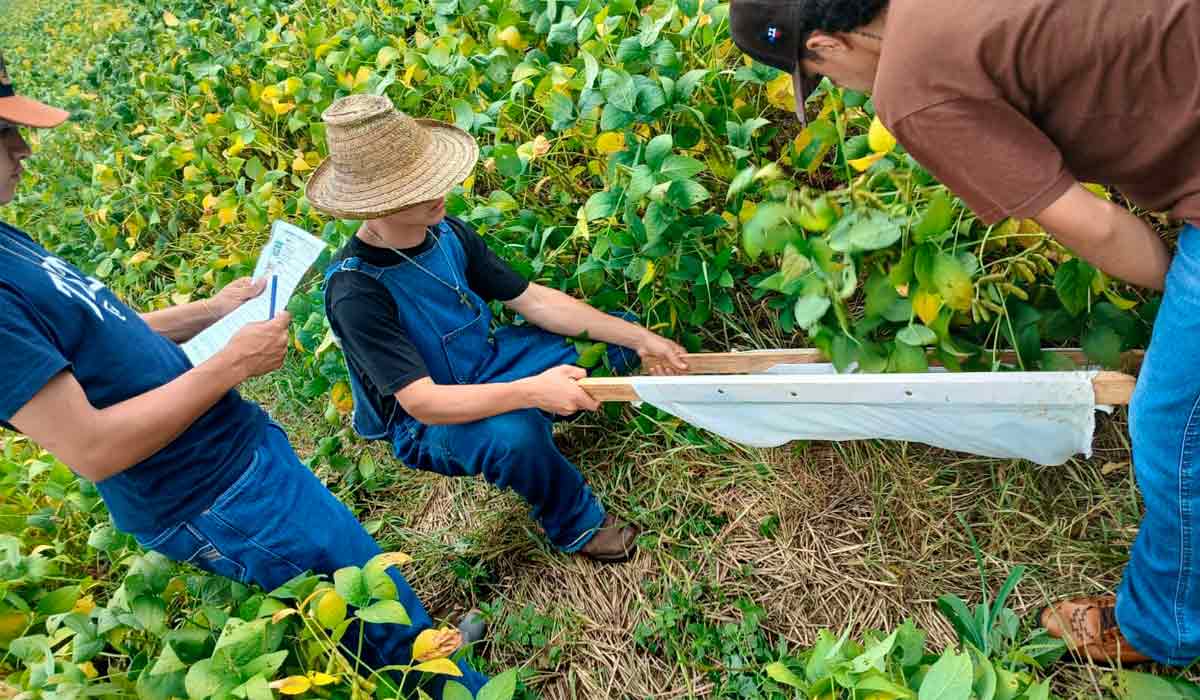 Aula prática de campo sobre manejo integrado de pragas Aula prática de campo sobre manejo integrado de pragas