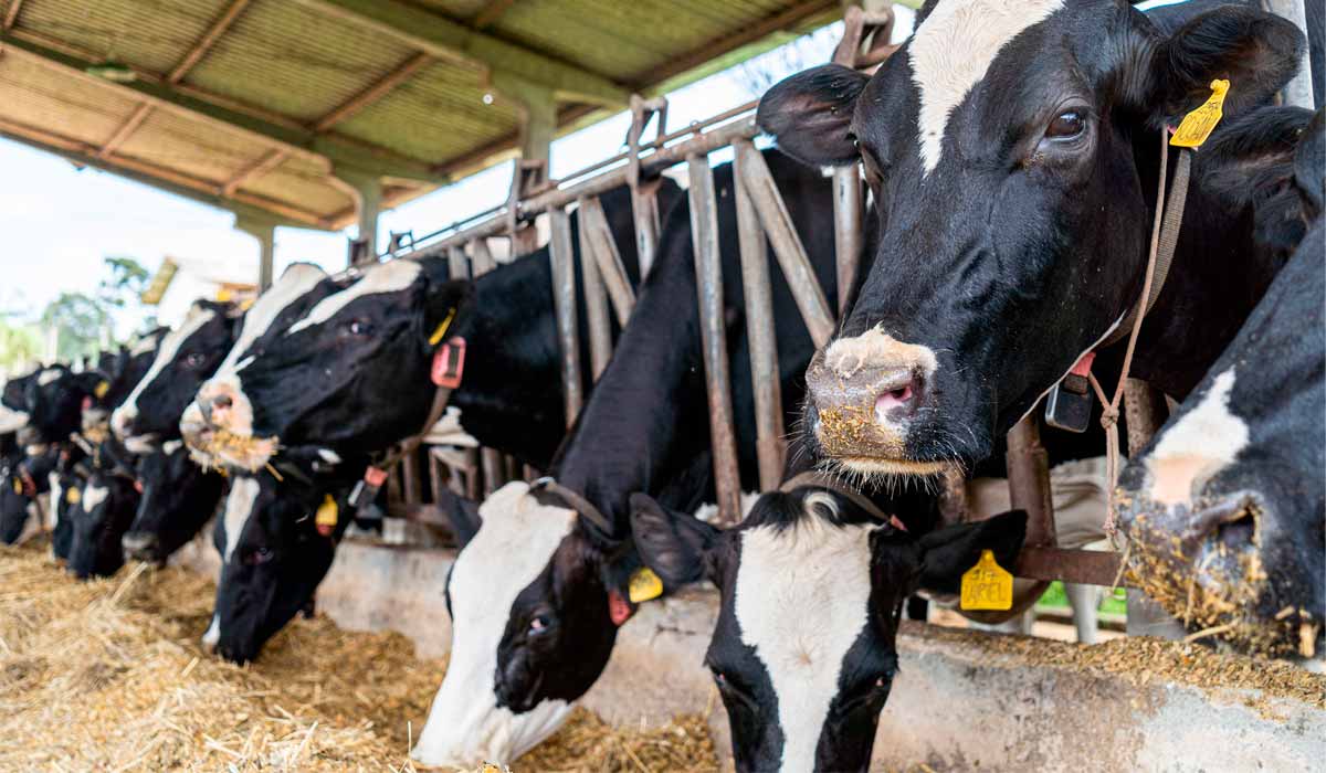 A instituição atingiu a marca de 2 mil litros de leite produzidos diariamente A instituição atingiu a marca de 2 mil litros de leite produzidos diariamente