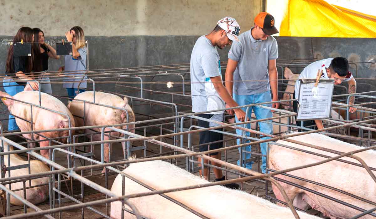 O setor de suinocultura conta com 500 suínos O setor de suinocultura conta com 500 suínos