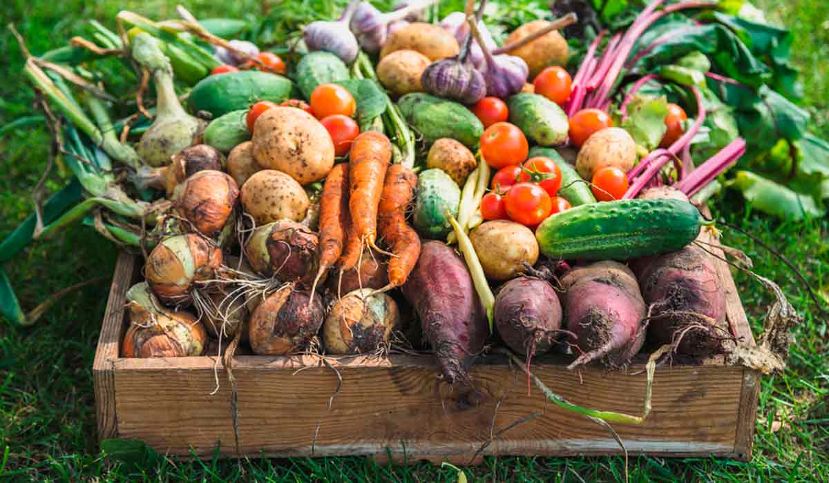 O valor estratégico do solo: base produtiva, segurança alimentar e competitividade no agronegócio O valor estratégico do solo: base produtiva, segurança alimentar e competitividade no agronegócio