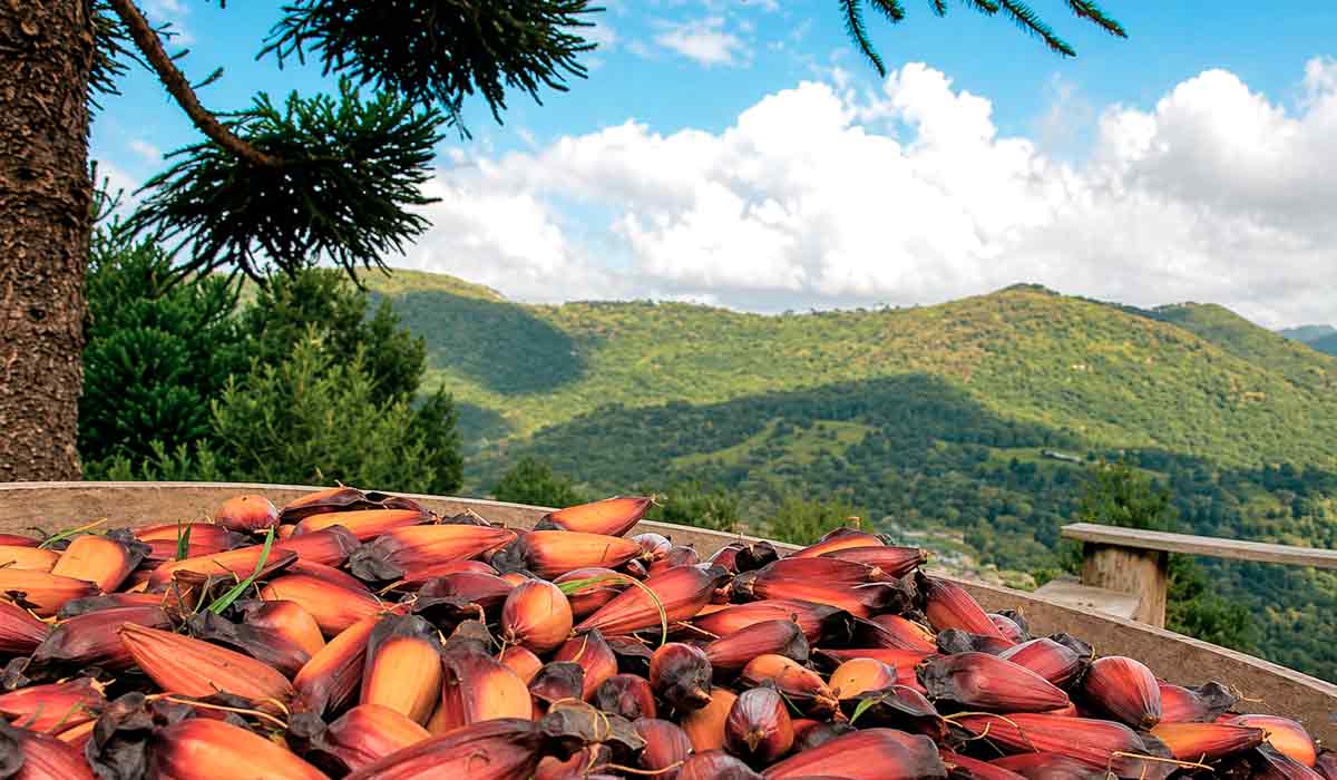 Araucária preservada gera renda e fortalece economia verde no campo Araucária preservada gera renda e fortalece economia verde no campo