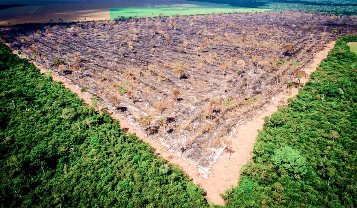 Bancos passam a restringir recursos a produtores com indícios de desmatamento irregular Bancos passam a restringir recursos a produtores com indícios de desmatamento irregular