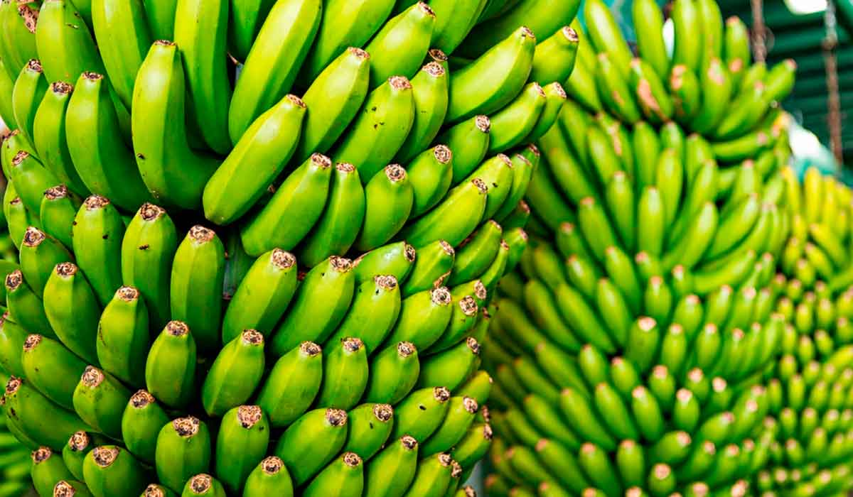 Irrigação garante desenvolvimento uniforme dos cachos de banana