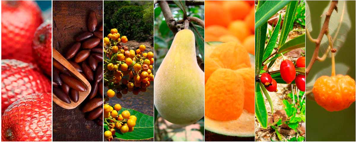 Ingredientes como buriti, pequi e produtos do cerrado ganham protagonismo, reforçando a importância da biodiversidade como ativo econômico e cultural Ingredientes como buriti, pequi e produtos do cerrado ganham protagonismo, reforçando a importância da biodiversidade como ativo econômico e cultural