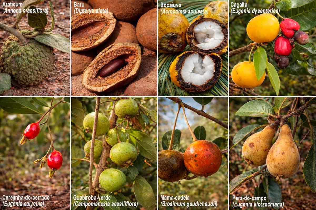 Frutos do cerrado Frutos do cerrado