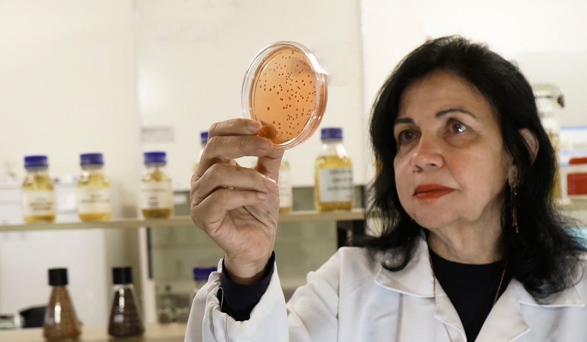 Mariangela Hungria lidera avanços em biológicos no campo Mariangela Hungria lidera avanços em biológicos no campo
