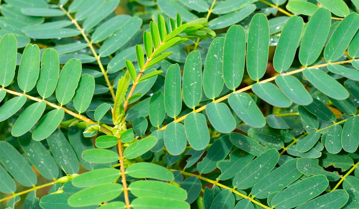 Sesbania virou a aposta mais recente da Embrapa para turbinar o solo de áreas alagadas, aumentar a produtividade de arroz irrigado e feijão