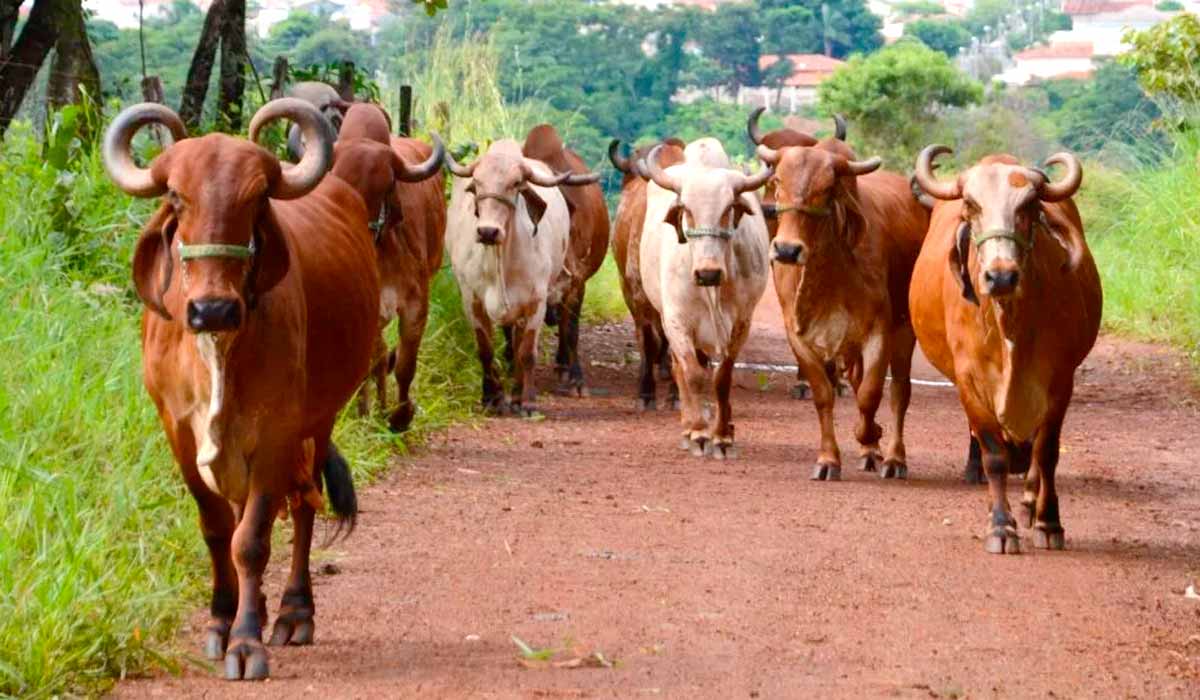A linhagem consolidada pela instituição ao longo de quase sete décadas é amplamente reconhecida no setor por sua consistência em fertilidade A linhagem consolidada pela instituição ao longo de quase sete décadas é amplamente reconhecida no setor por sua consistência em fertilidade